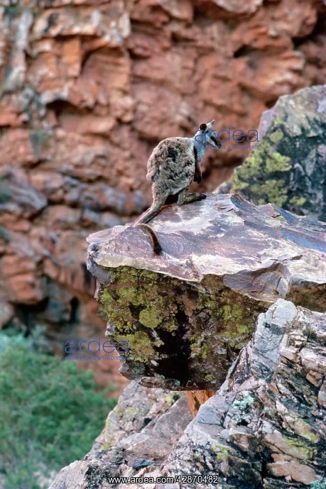 : Black-footed Rock-Wallaby - On rock : Black-footed Rock-Wallaby - On rock