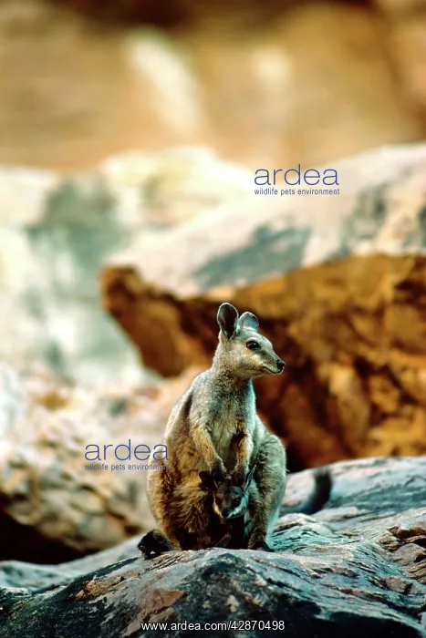 : Black-footed Rock-Wallaby - On rock with young : Black-footed Rock-Wallaby - On rock with young