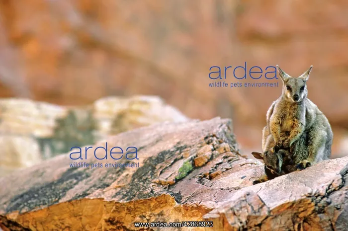 : Black-footed Rock-Wallaby - With young : Black-footed Rock-Wallaby - With young