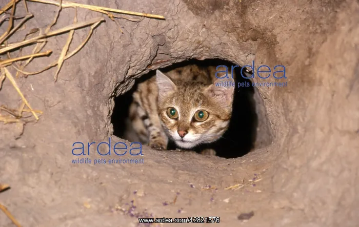 : BLACK-FOOTED / Small-Spotted CAT - Peering out : BLACK-FOOTED / Small-Spotted CAT - Peering out