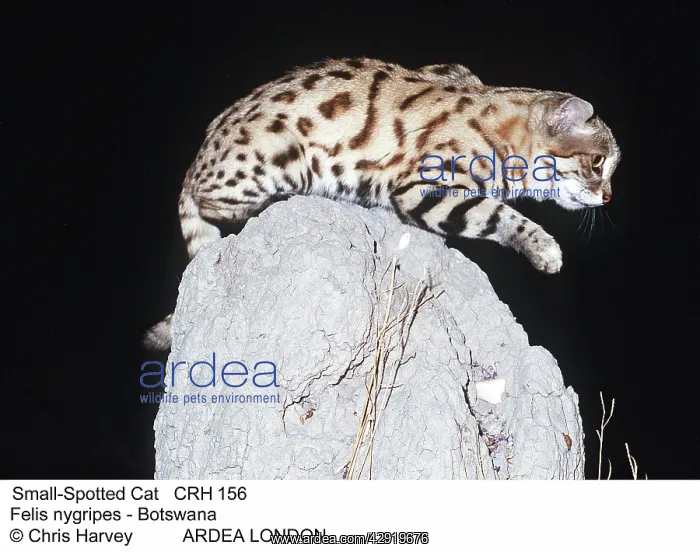 : BLACK-FOOTED / Small-Spotted CAT - On rock : BLACK-FOOTED / Small-Spotted CAT - On rock