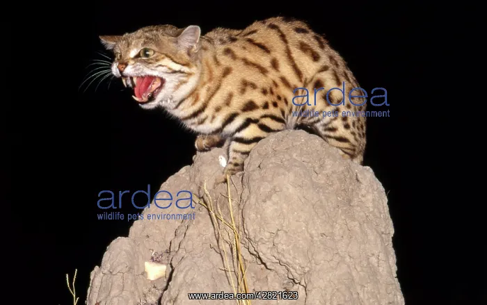 : BLACK-FOOTED / Small-spotted CAT - Snarling on : BLACK-FOOTED / Small-spotted CAT - Snarling on
