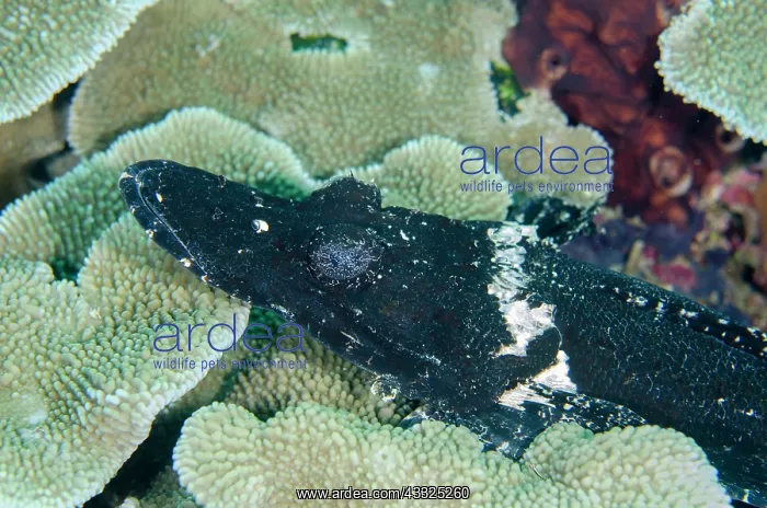 : Black form of Crocodile Flathead - Loleo dive site : Black form of Crocodile Flathead - Loleo dive site