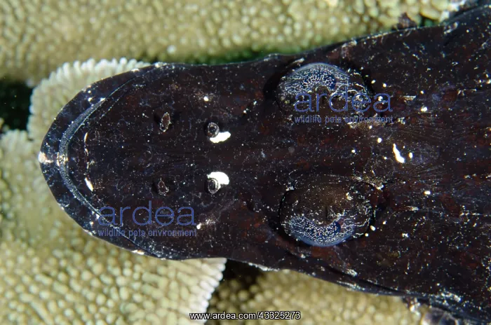 : Black form of Crocodile Flathead - Loleo dive site : Black form of Crocodile Flathead - Loleo dive site