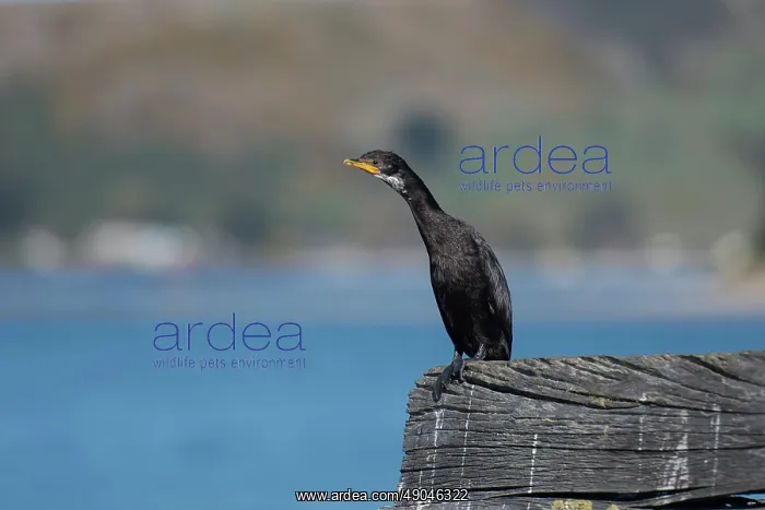 : Black form of Little Pied Cormorant : Black form of Little Pied Cormorant