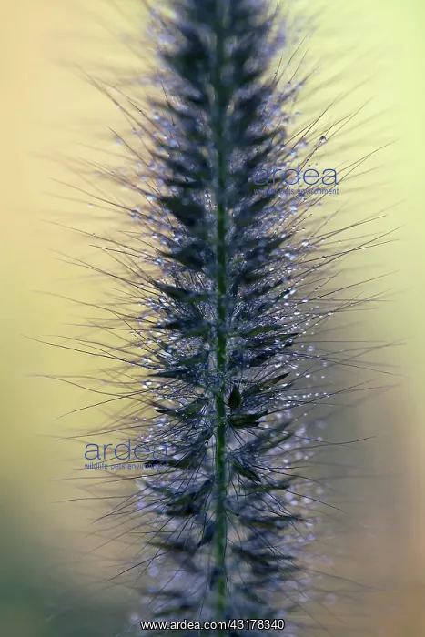 : Black Fountain grass, Pennisetum alopecuroides : Black Fountain grass, Pennisetum alopecuroides