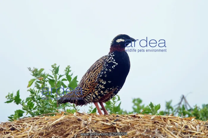 : Black Francolin - male : Black Francolin - male
