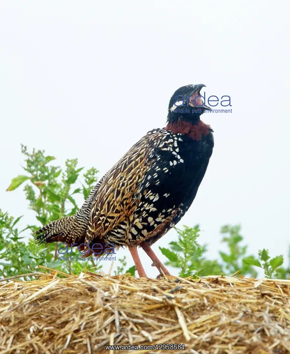 : Black Francolin - male calling on territory : Black Francolin - male calling on territory
