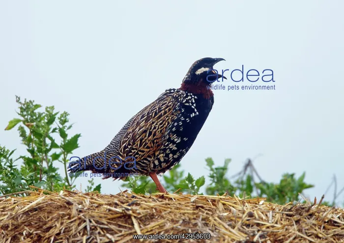 : Black Francolin - male calling on territory : Black Francolin - male calling on territory