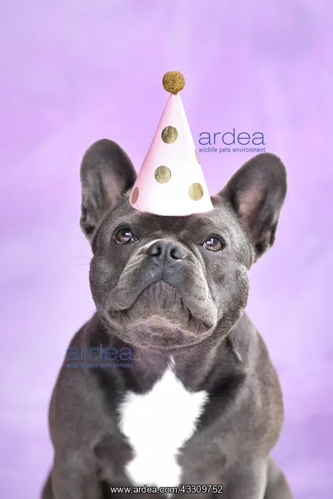 : Black French Bulldog dog wearing birthday party : Black French Bulldog dog wearing birthday party
