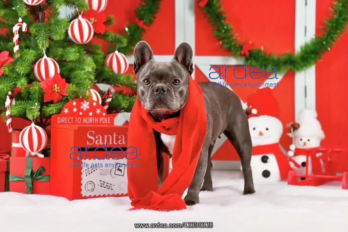 : Black French Bulldog dog wearing red winter scarf : Black French Bulldog dog wearing red winter scarf