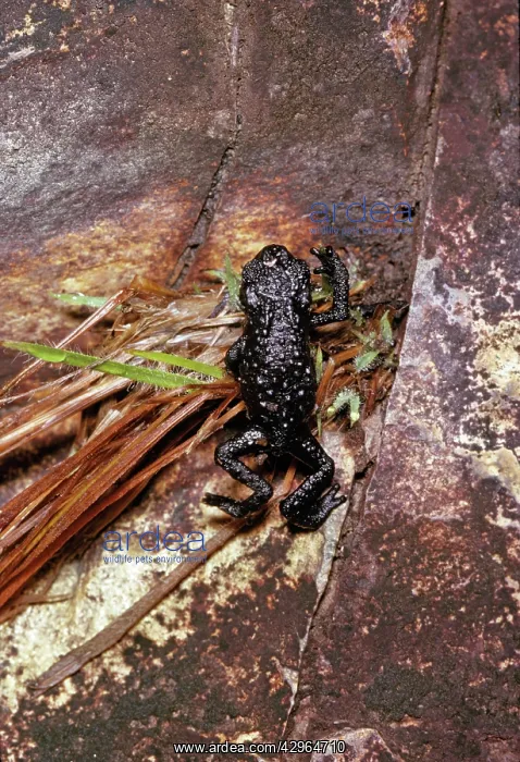 : Black Frog, Roraima Summit : Black Frog, Roraima Summit
