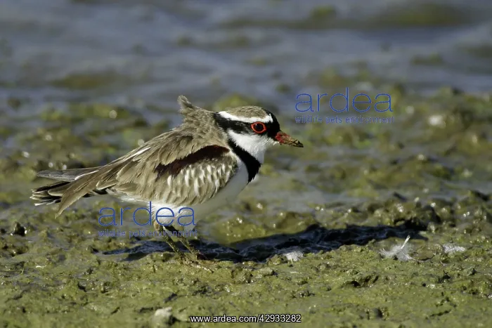 : Black-fronted Dotterel : Black-fronted Dotterel