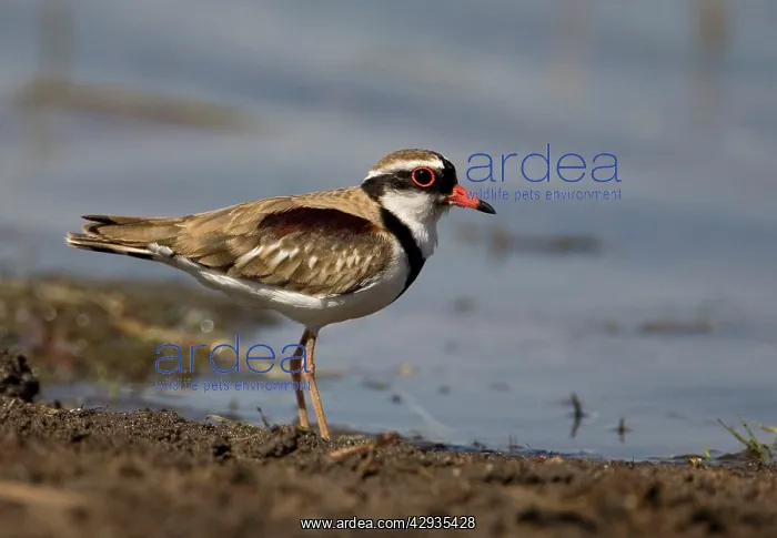 : Black-fronted Dotterel : Black-fronted Dotterel