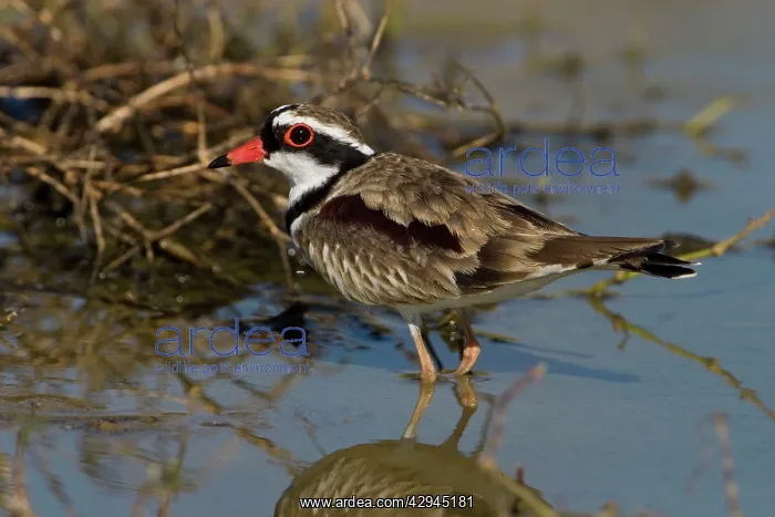 : Black-fronted Dotterel : Black-fronted Dotterel