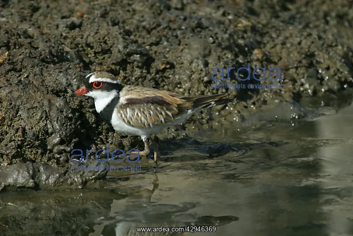 : Black-fronted Dotterel : Black-fronted Dotterel