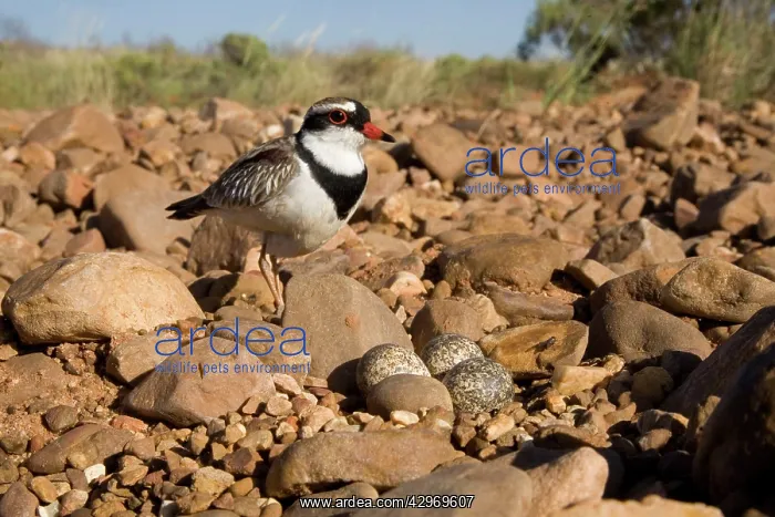 : Black-fronted Dotterel : Black-fronted Dotterel