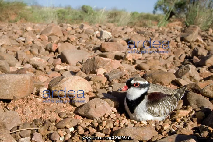 : Black-fronted Dotterel : Black-fronted Dotterel