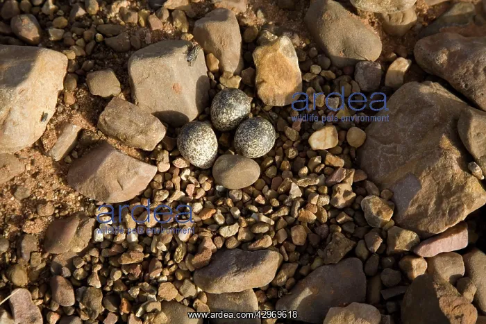: Black-fronted Dotterel : Black-fronted Dotterel