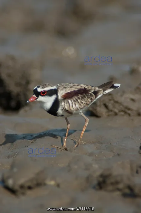 : Black-fronted Dotterel : Black-fronted Dotterel