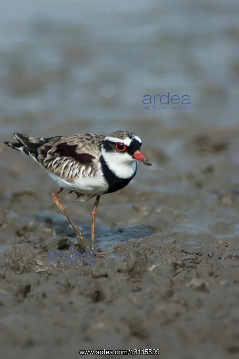 : Black-fronted Dotterel : Black-fronted Dotterel
