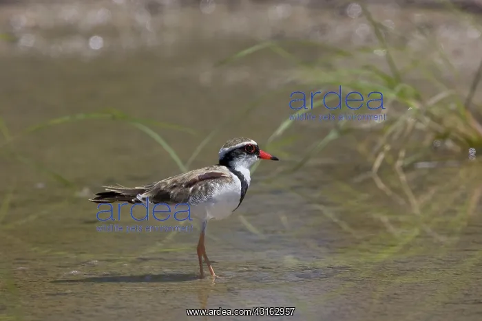 : Black-fronted Dotterel : Black-fronted Dotterel