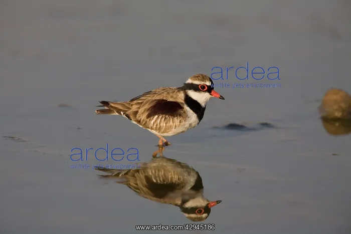 : Black-fronted Dotterel reflected : Black-fronted Dotterel reflected