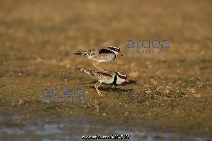 : Black-fronted Dotterels preparing to mate : Black-fronted Dotterels preparing to mate