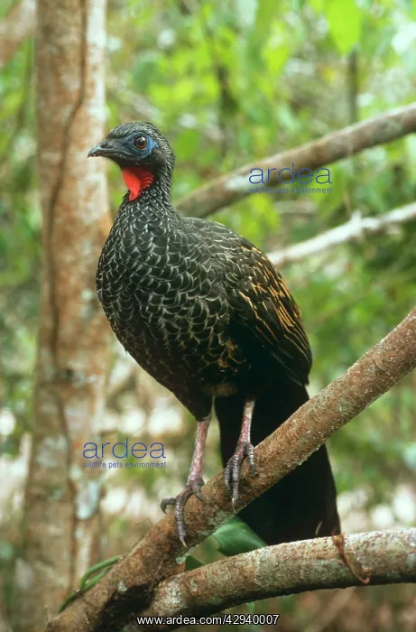 : Black-fronted Piping Guan : Black-fronted Piping Guan