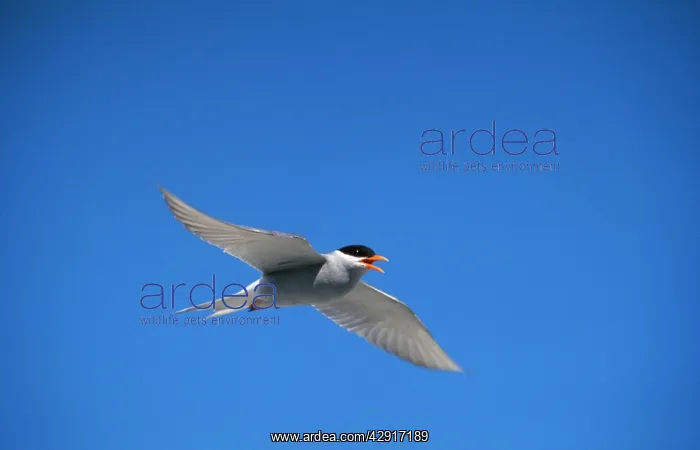: Black-fronted Tern : Black-fronted Tern