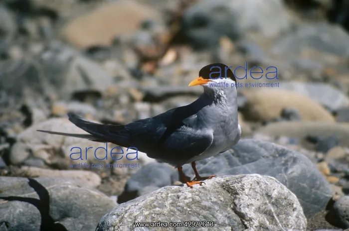 : Black-fronted Tern : Black-fronted Tern