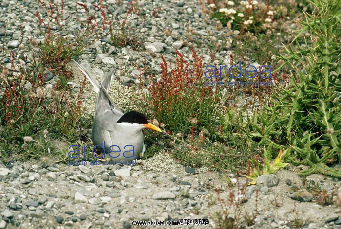 : Black-fronted TERN