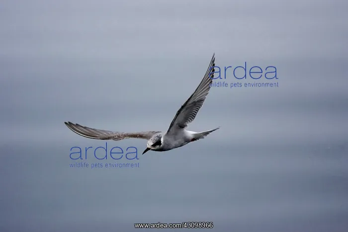 : Black-Fronted Tern : Black-Fronted Tern