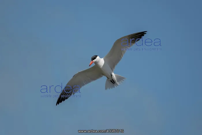 : Black-fronted Tern : Black-fronted Tern
