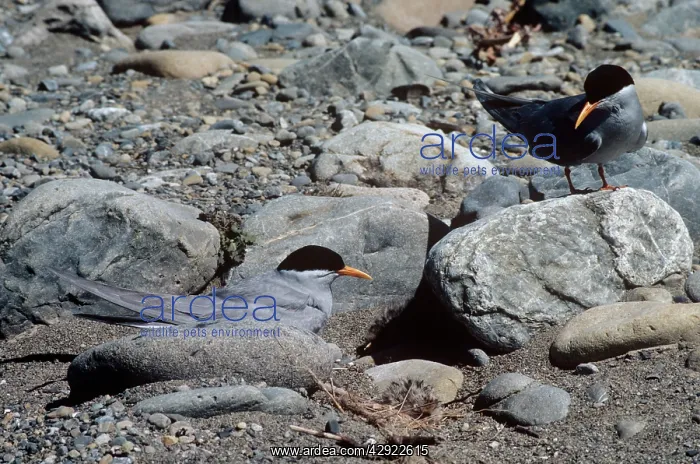 : Black-fronted Terns : Black-fronted Terns