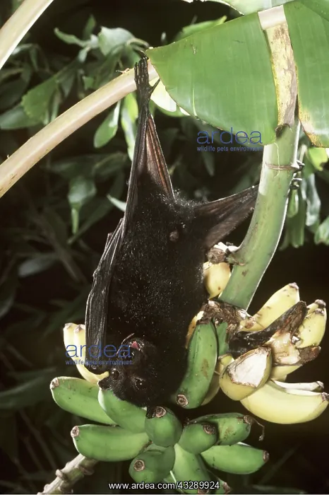 : Black Fruit BAT - hanging from branch : Black Fruit BAT - hanging from branch