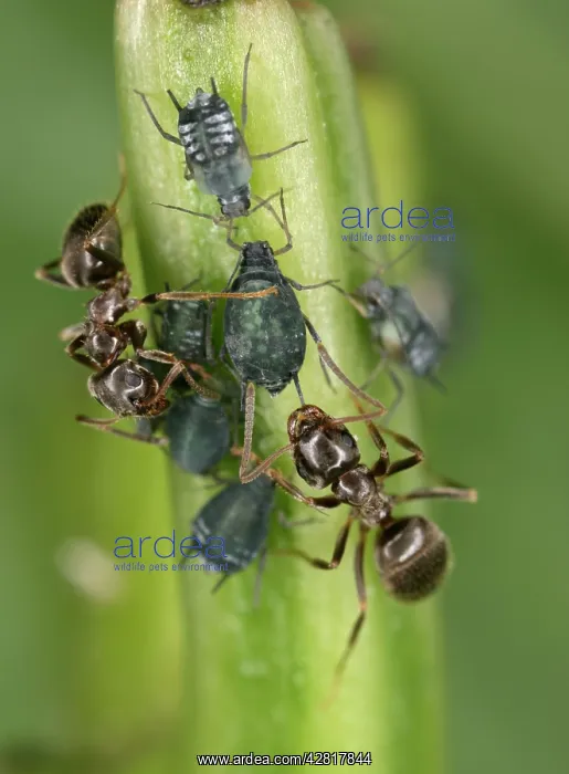  : Black garden ant - 2 milking aphids