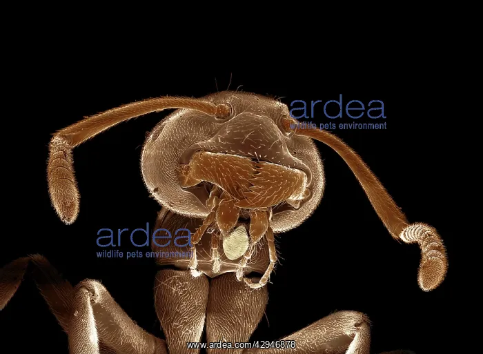 : Black Garden Ant : Black Garden Ant