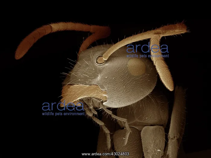 : Black Garden Ant : Black Garden Ant