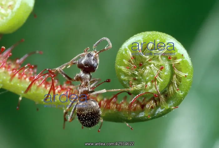 : Black Garden Ant - caught in sundew : Black Garden Ant - caught in sundew