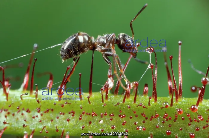 : Black Garden Ant - caught in sundew : Black Garden Ant - caught in sundew