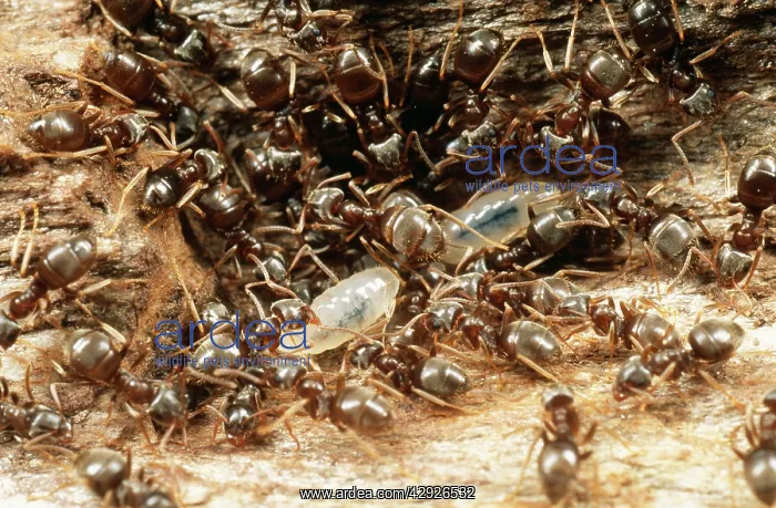 : Black Garden Ant - Dragging larvae to safety : Black Garden Ant - Dragging larvae to safety