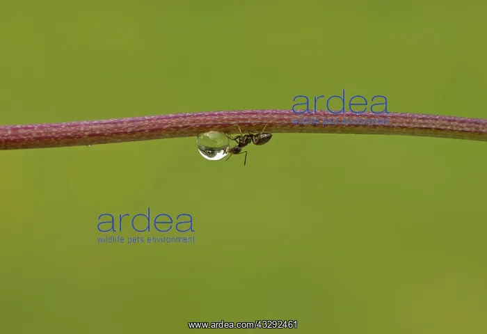 : Black Garden Ant - female worker drinking from droplet : Black Garden Ant - female worker drinking from droplet