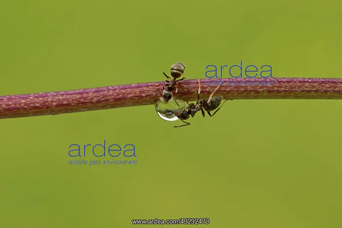 : Black Garden Ant - female workers drinking from : Black Garden Ant - female workers drinking from