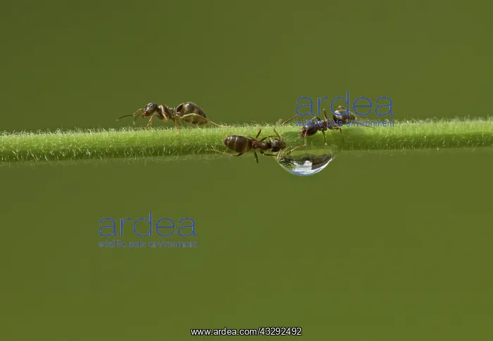  : Black Garden Ant - female workers drinking from