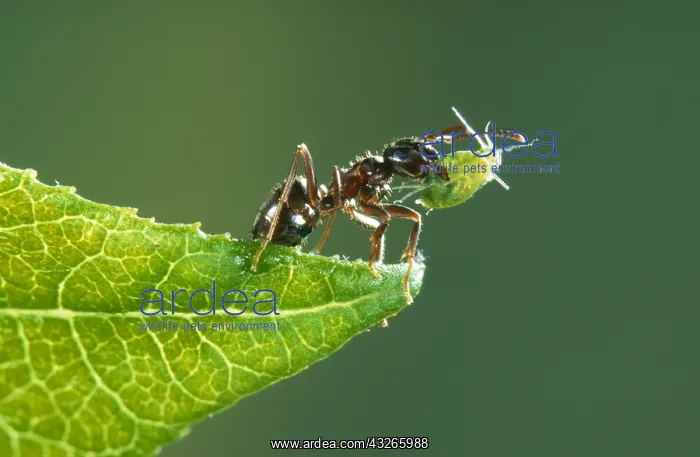 : Black Garden Ant (Lasius niger) on a leaf, carr : Black Garden Ant (Lasius niger) on a leaf, carr