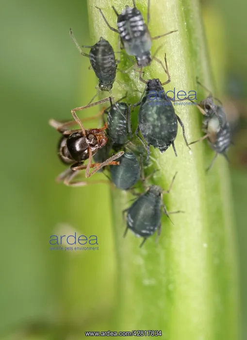 : Black garden ant - milking aphid : Black garden ant - milking aphid