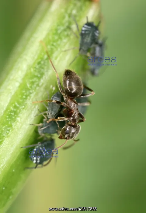 : Black Garden Ant - milking Aphid : Black Garden Ant - milking Aphid