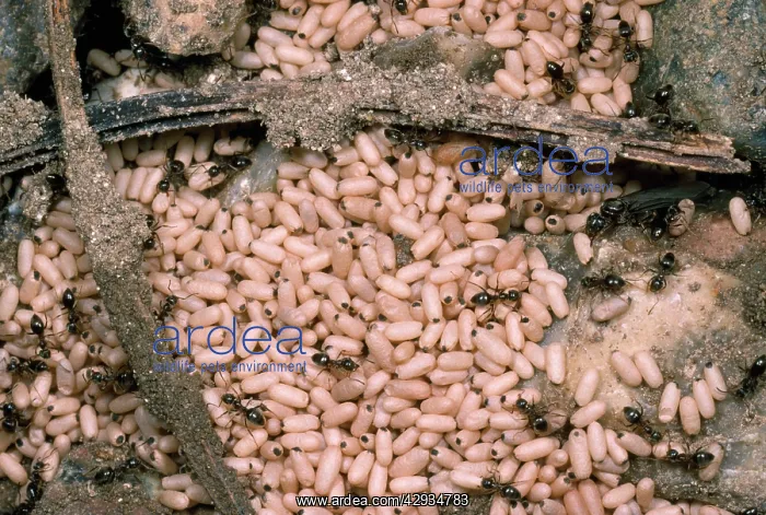 : Black Garden Ant - nest with pupae : Black Garden Ant - nest with pupae