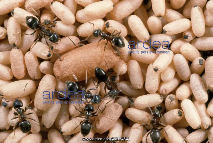 : Black Garden Ant - nest with pupae : Black Garden Ant - nest with pupae